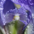 Iris mit Wassertropfen