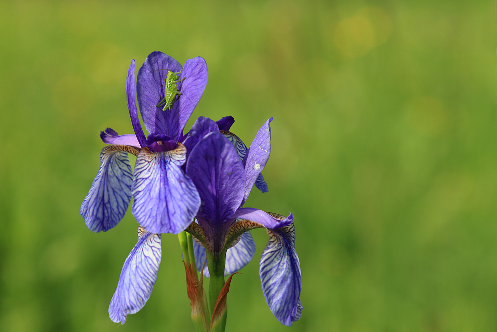 Iris mit Zartschrecke