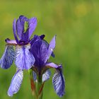 Iris mit Zartschrecke