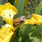 Iris mit zwei unterschiedlichen Gästen - Hummel und Rüsselkäfer