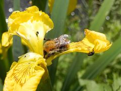 Iris mit zwei unterschiedlichen Gästen - Hummel und Rüsselkäfer