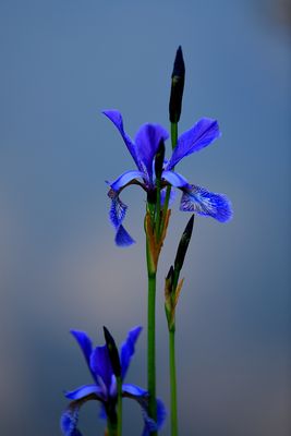 Iris Miwoblü 04.08.21