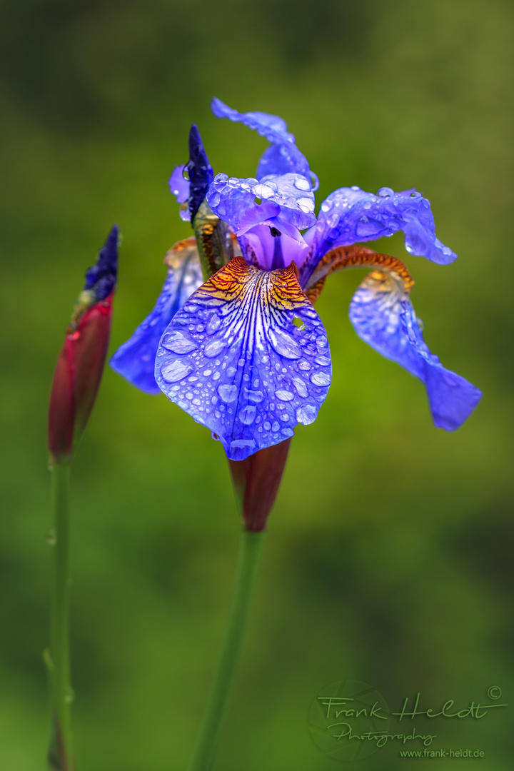 Iris nach dam Regen