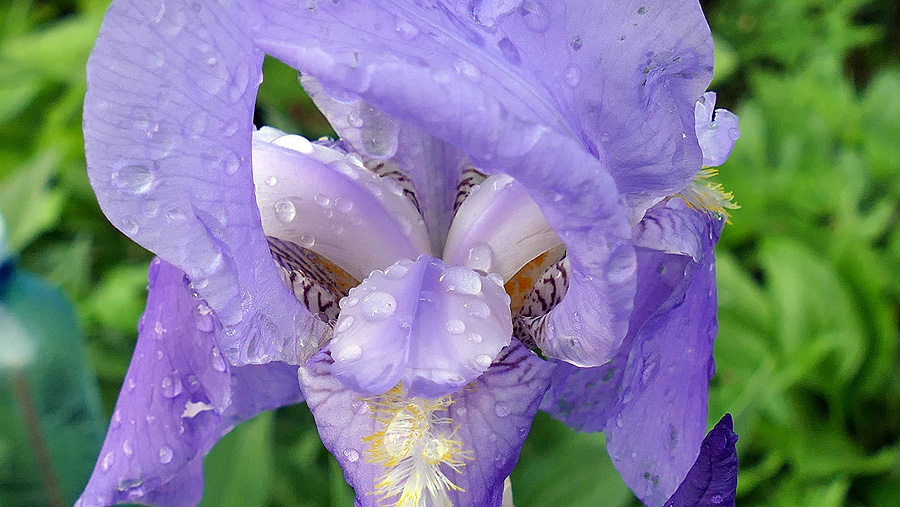 Iris-nach-dem-Regen