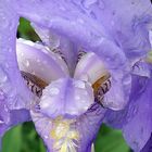 Iris-nach-dem-Regen