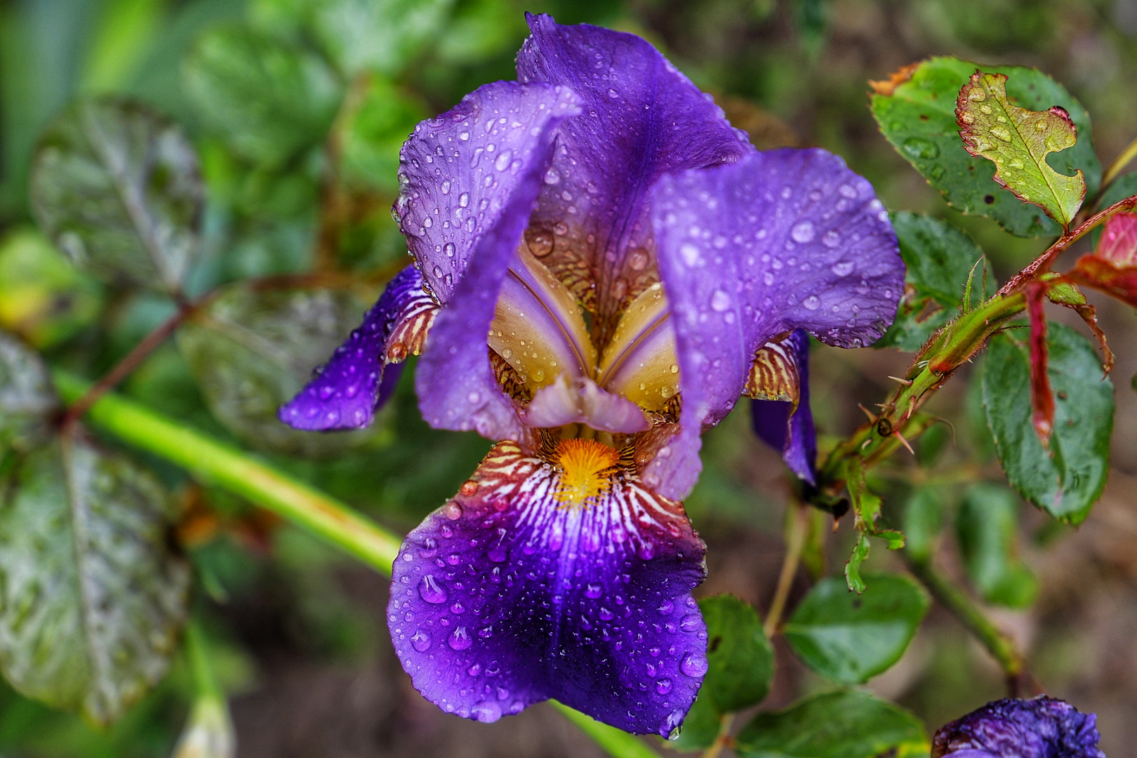 Iris nach dem Regen 