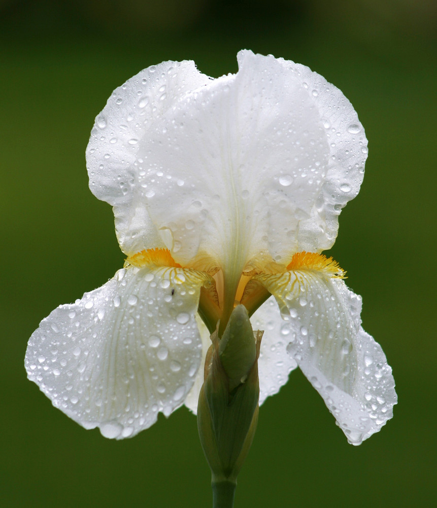 Iris nach dem Regen