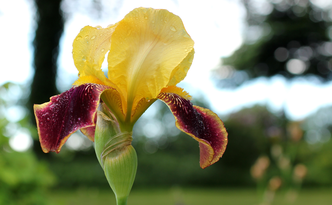 Iris nach einem Regenguss