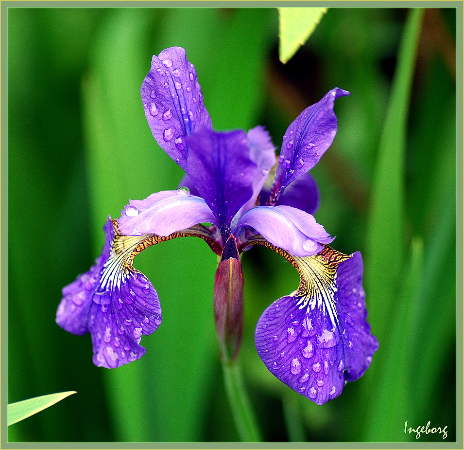 Iris nach einem Regentag