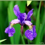 Iris nach einem Regentag