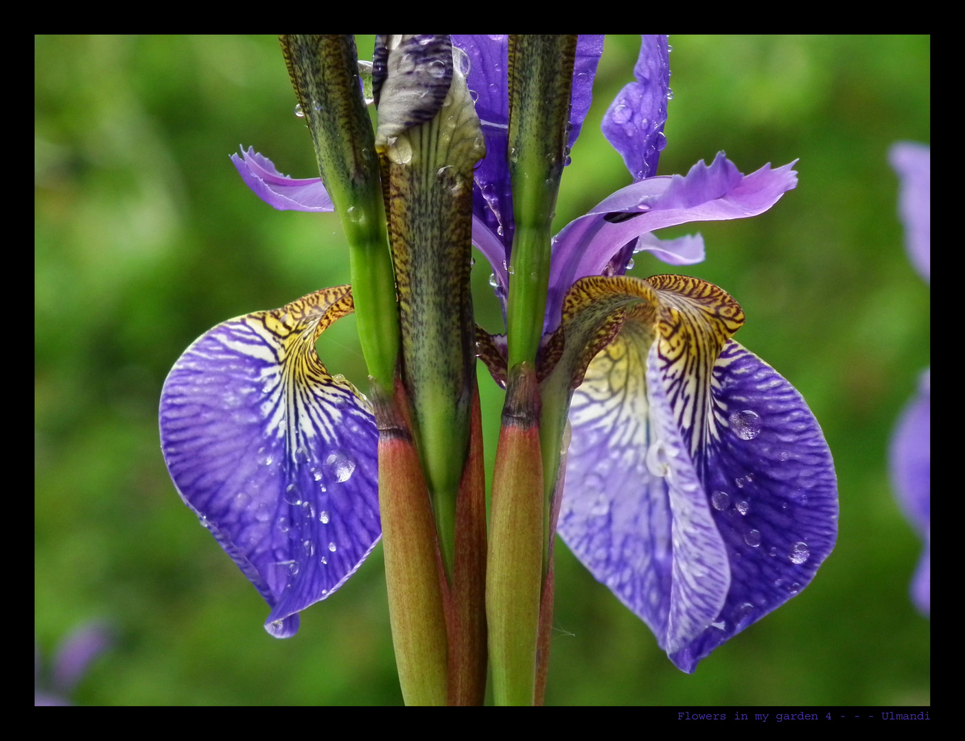 Iris nach Regenschauer