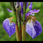 Iris nach Regenschauer