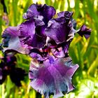Iris nachtblau