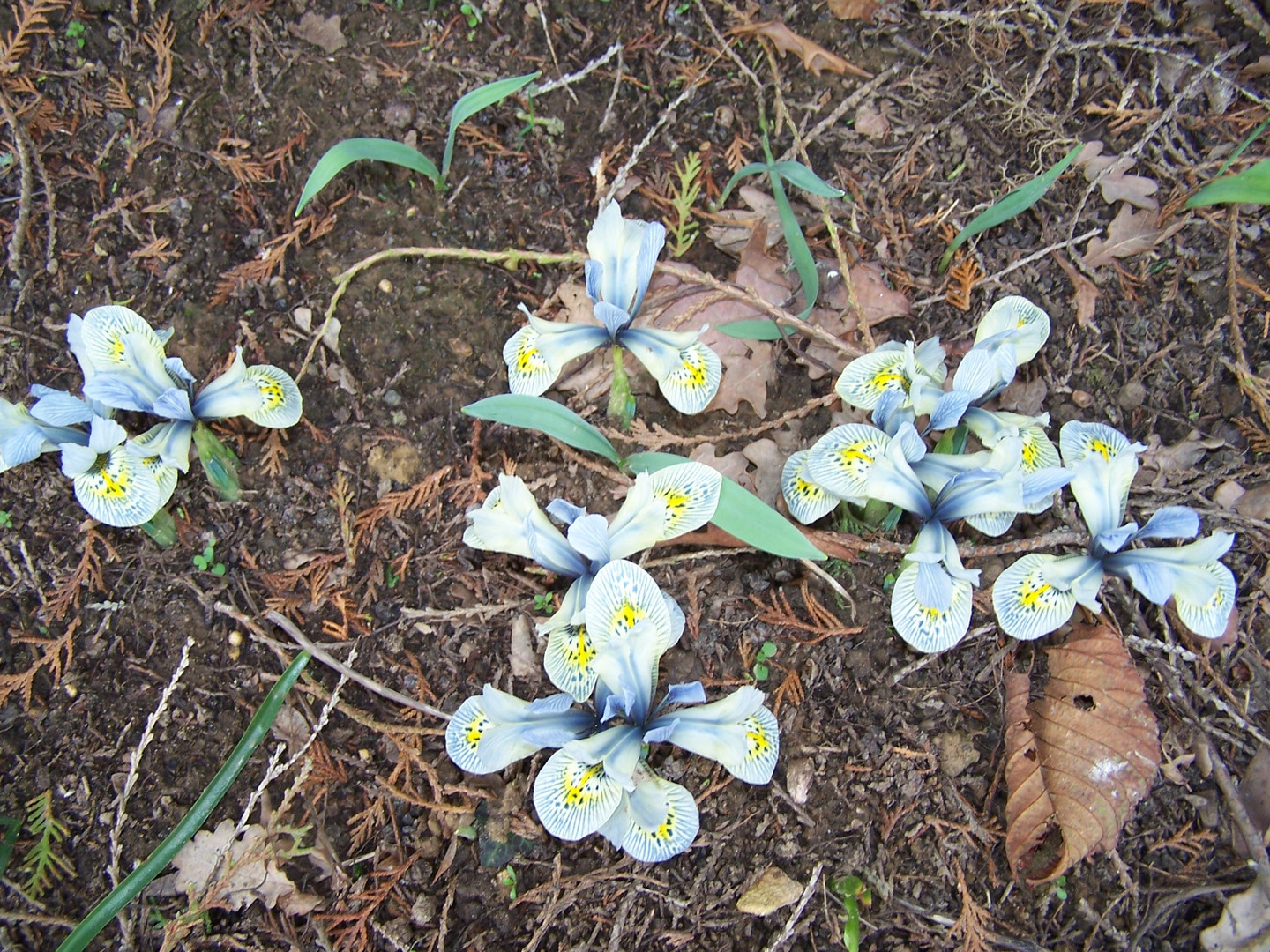 Iris nains au jardin - exo photo n° 9 Le Printemps