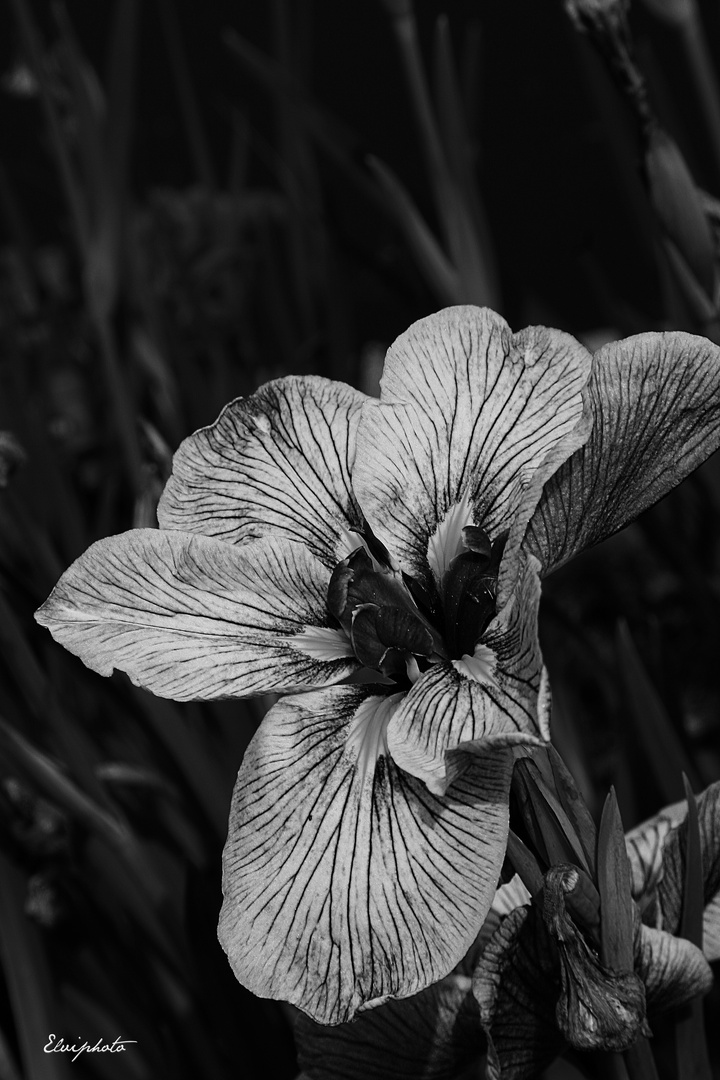 iris Noir et blanc