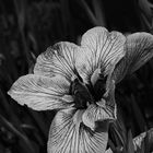 iris Noir et blanc