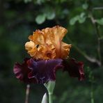 Iris normal