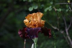 Iris normal