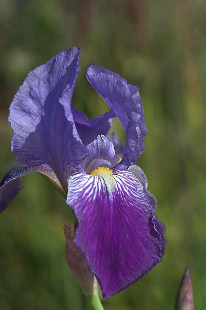 IRIS O LIRIO SILVESTRE