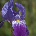 IRIS O LIRIO SILVESTRE