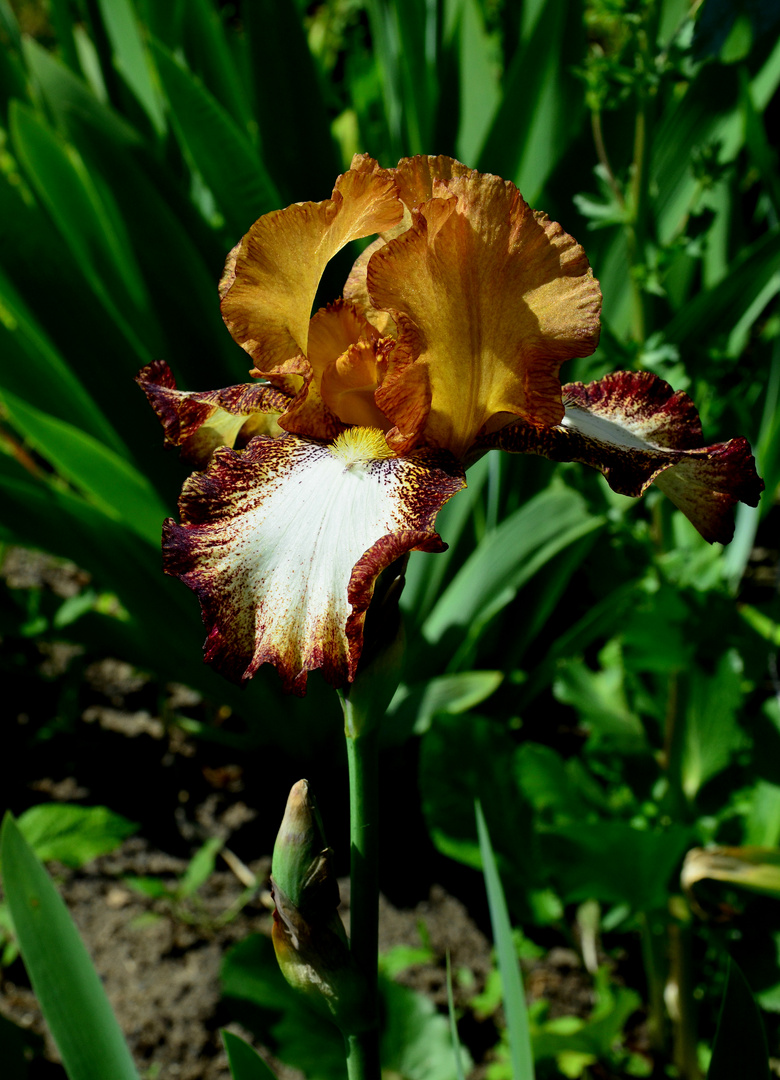 --- Iris oder auch Schwerlilie ---