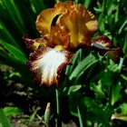 --- Iris oder auch Schwerlilie ---