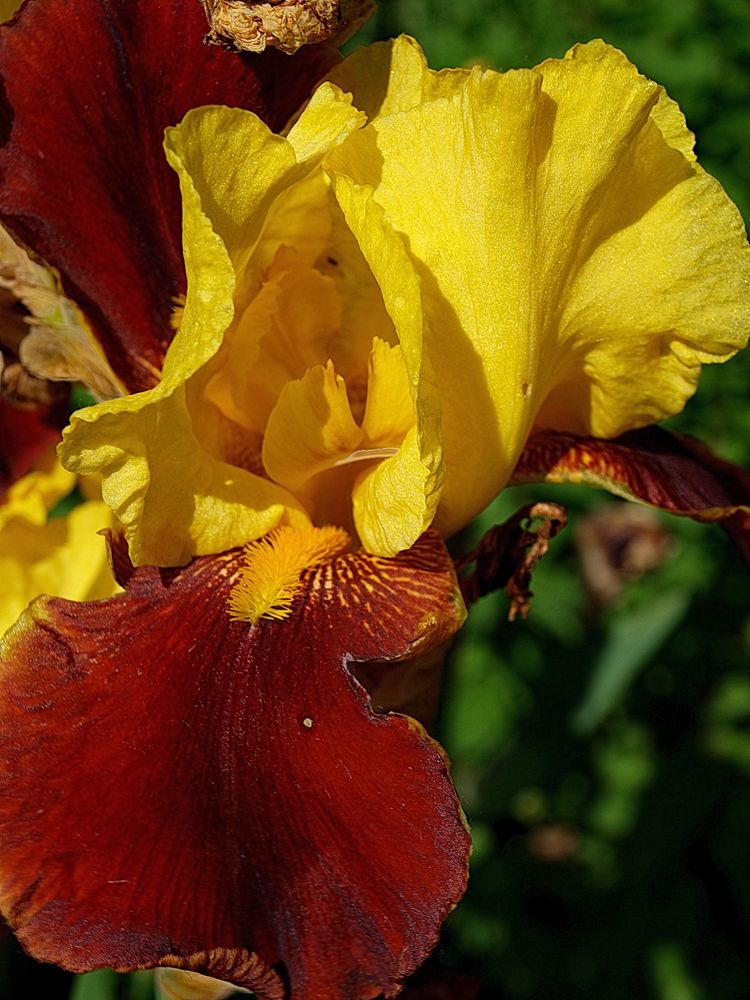 Iris oder auch Schwertlilie