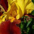 Iris oder auch Schwertlilie