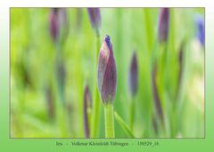 Iris oder Schwertlilien