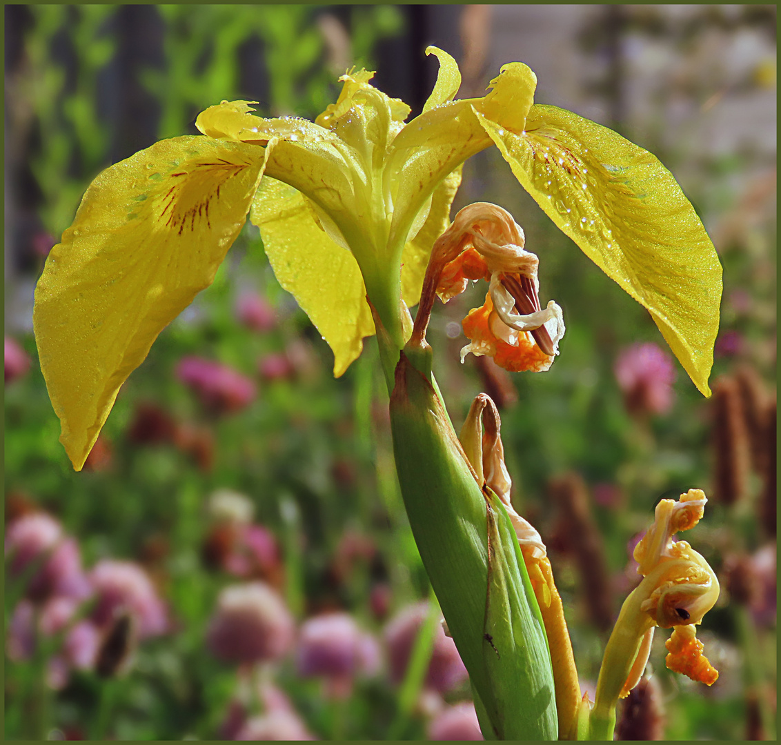 Iris oder Sumpfschwertlilie