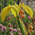 Iris oder Sumpfschwertlilie