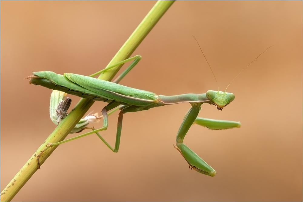 ~Iris oratoria~