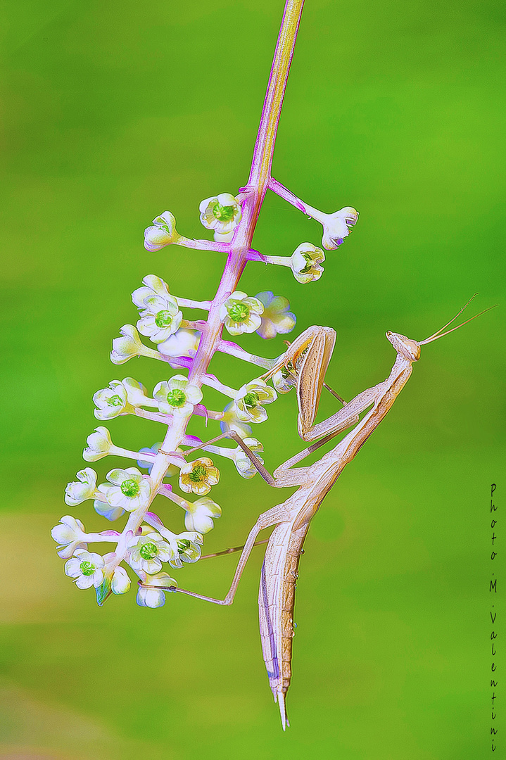 IRIS ORATORIA.