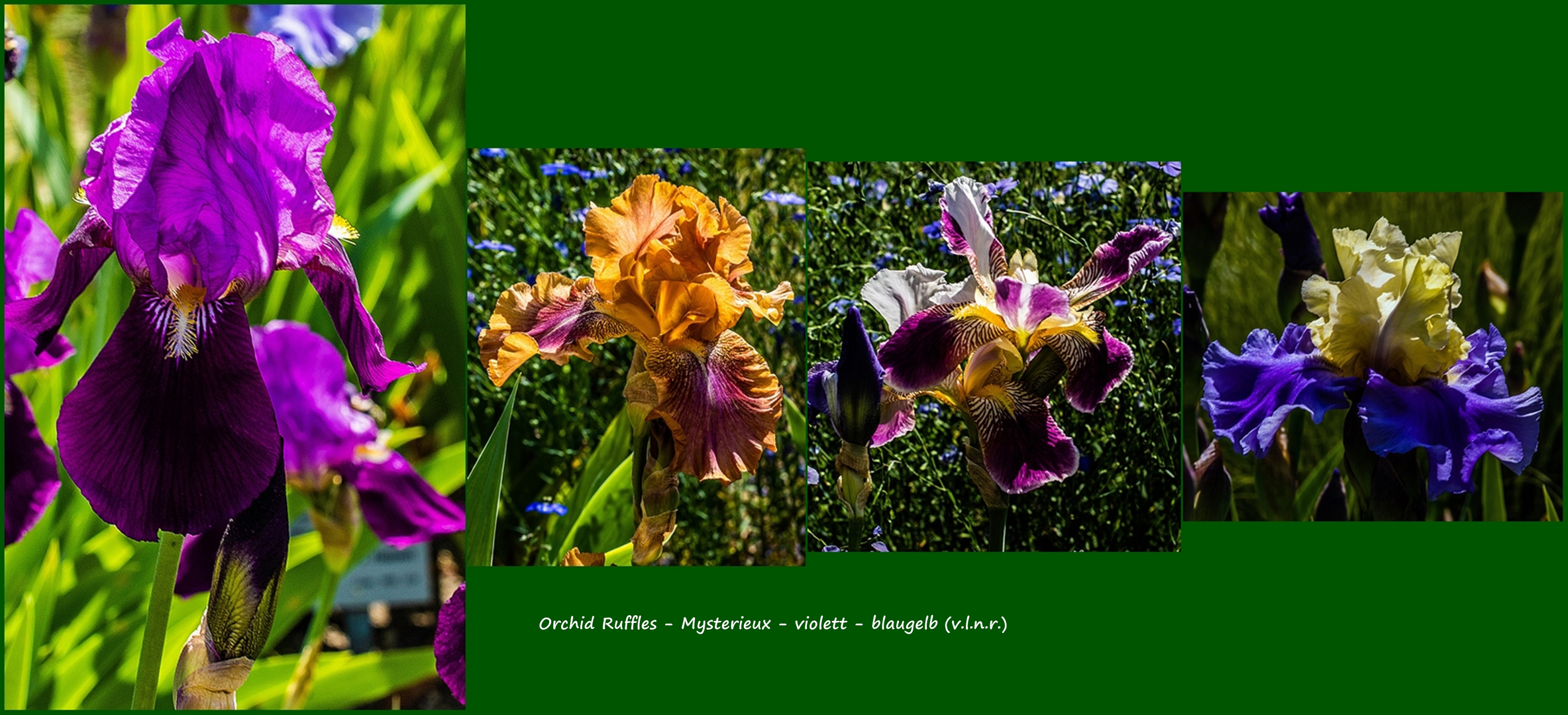 Iris-Orgie 2020 im Botanischen Garten Köln