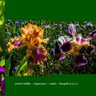 Iris-Orgie 2020 im Botanischen Garten Köln