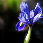 Iris original