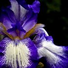 Iris „Pacific Panorama“