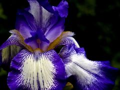 Iris „Pacific Panorama“