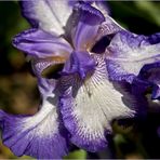  Iris Pacific Panorama