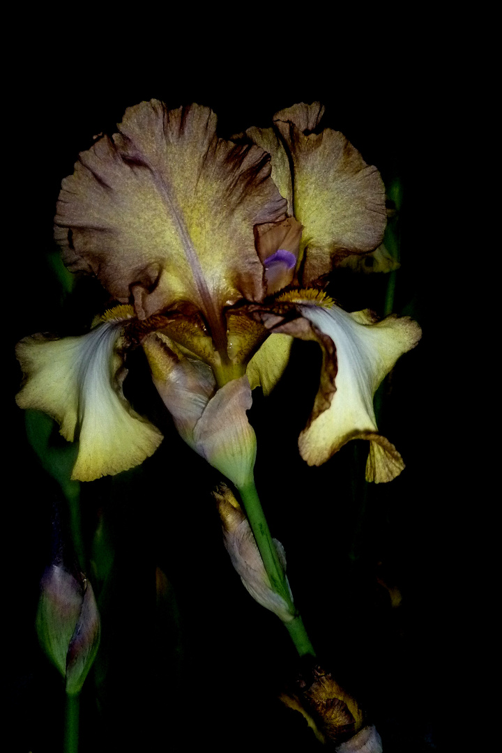 Iris - Patina (eine Plicata)