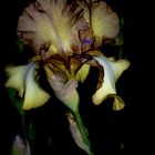 Iris - Patina (eine Plicata)