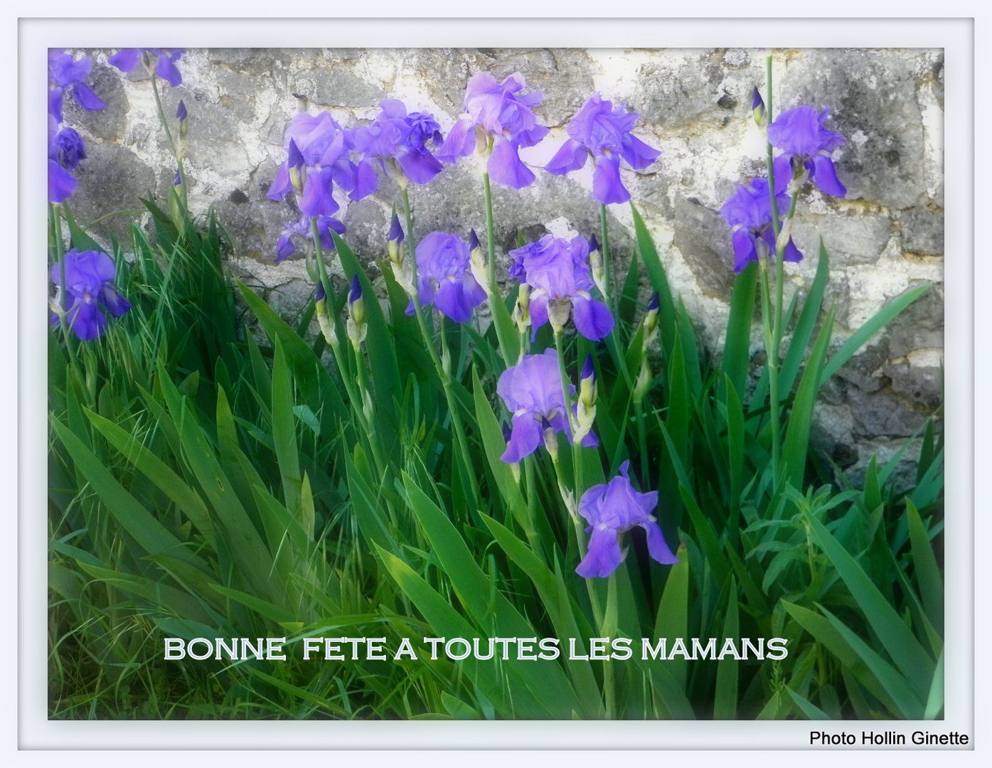 IRIS POUR LA FETE DES MERES