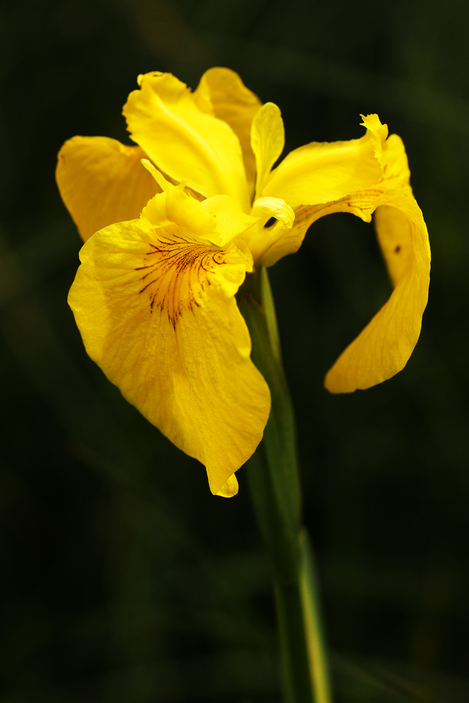 Iris pseudacorus