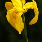 Iris pseudacorus