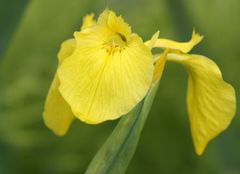 Iris pseudacorus