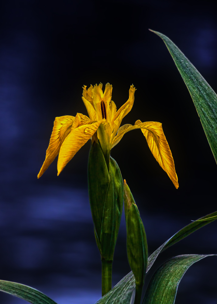 Iris pseudacorus