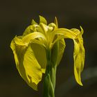 Iris pseudacorus