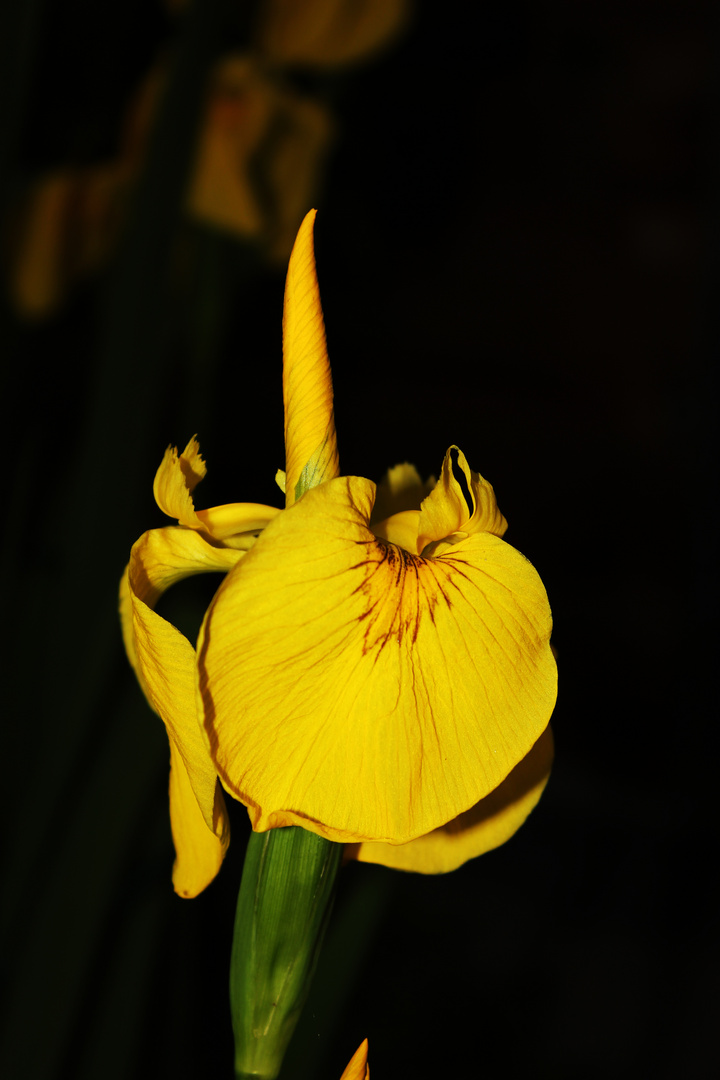 Iris pseudacorus