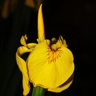 Iris pseudacorus