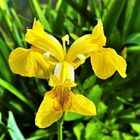 Iris-pseudacorus